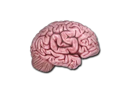 CS On The Mind